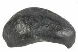 Fossil Whale Ear Bone - South Carolina #234943-1